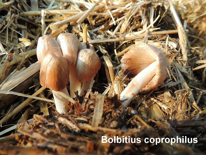 Bolbitius coprophilus-amf31.jpg - Bolbitius coprophilus ; Syn: Pluteolus coprophilus ; Nom français: Bolbitie coprophile